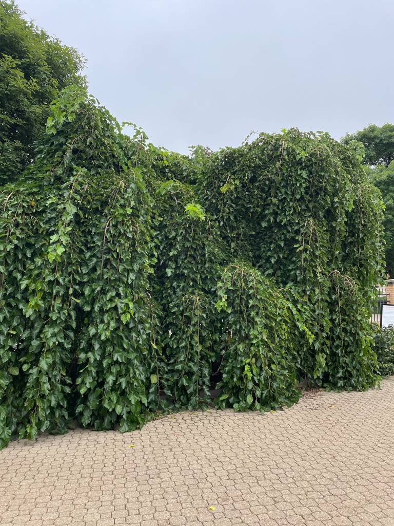 Plant name: Chaparral Weeping Mulberry Morus alba 
